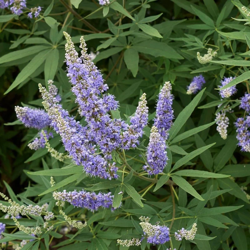 Chaste Berry Tree Seeds
