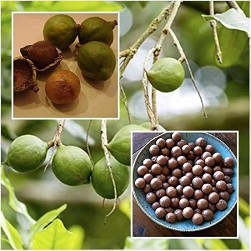 Macadamia Nut Tree Seeds