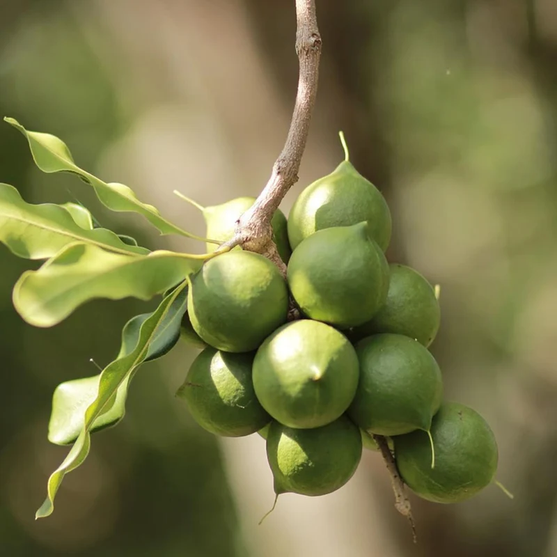 Macadamia Nut Tree Seeds
