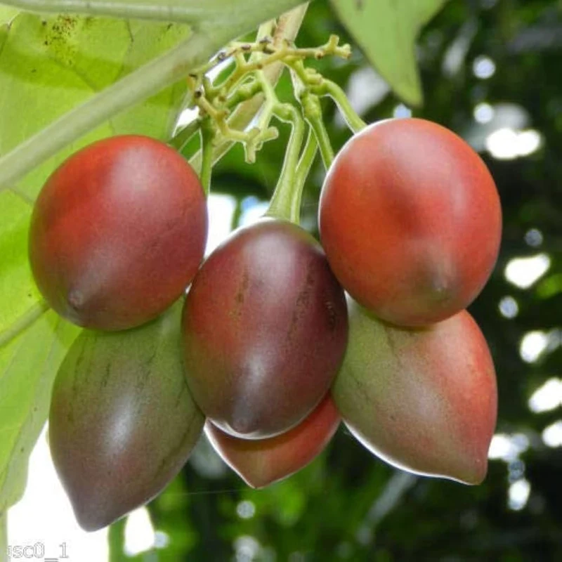 Tamarillo Tree Seeds
