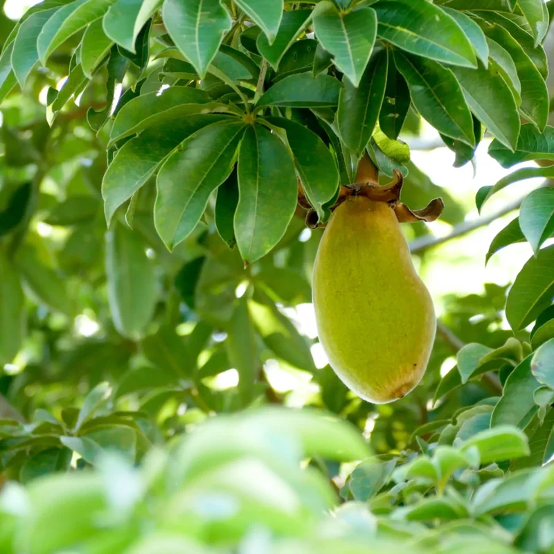 African Baobab Tree Seeds