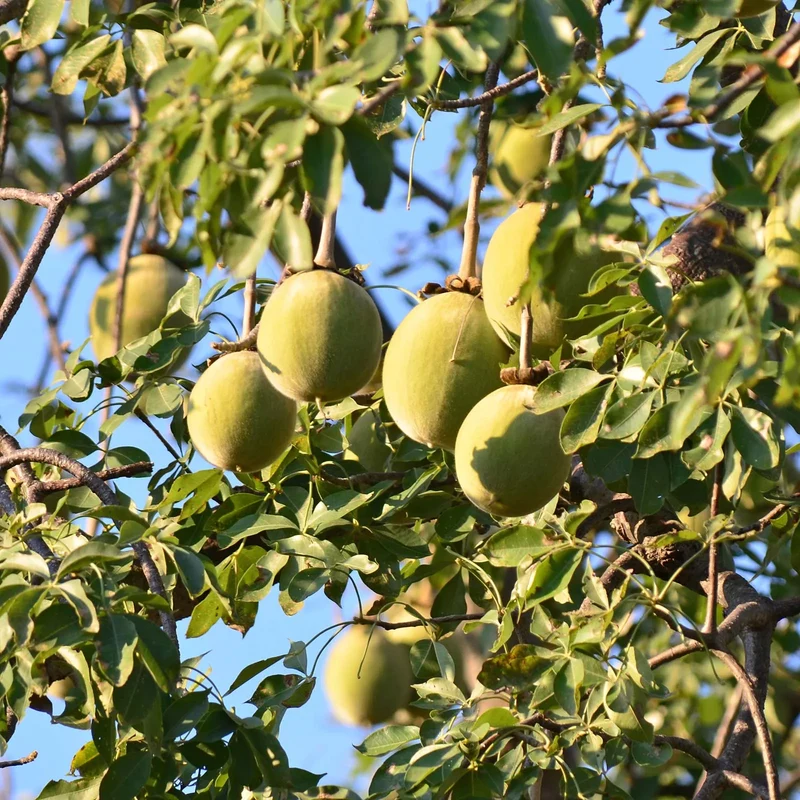 African Baobab Tree Seeds