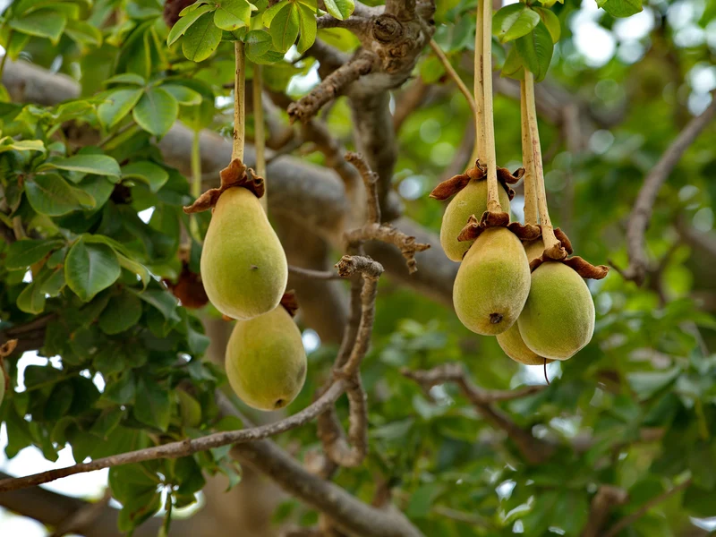 African Baobab Tree Seeds