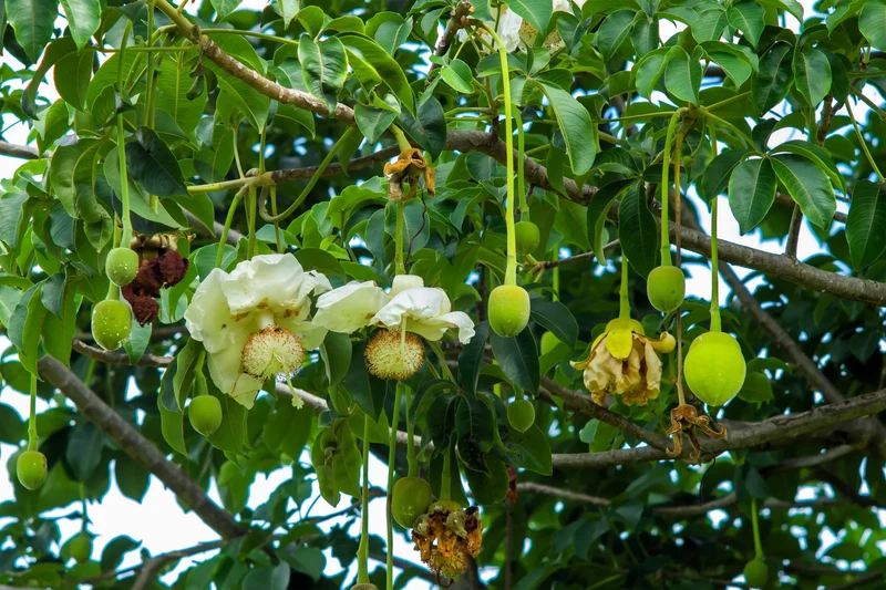 African Baobab Tree Seeds