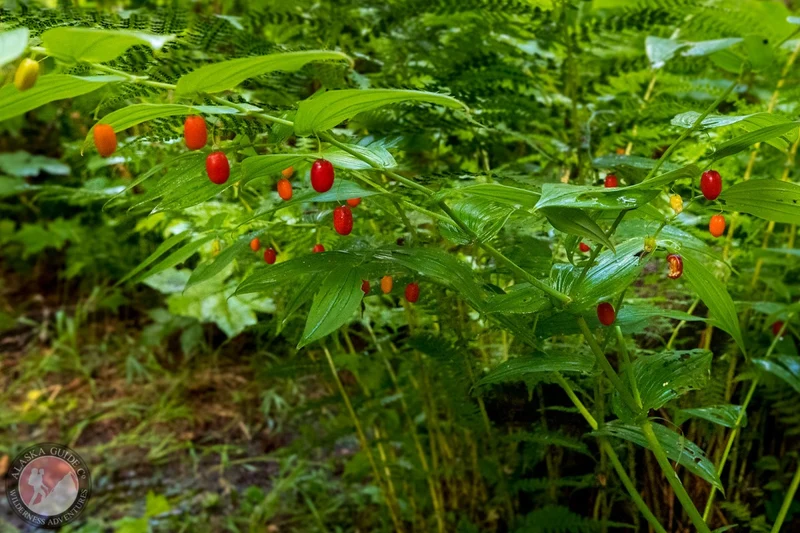 Watermelon Berry Seeds