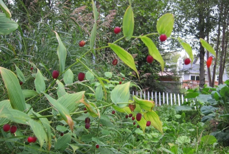 Watermelon Berry Seeds