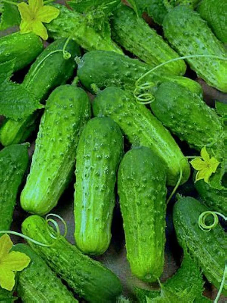National Pickling Cucumber Seeds