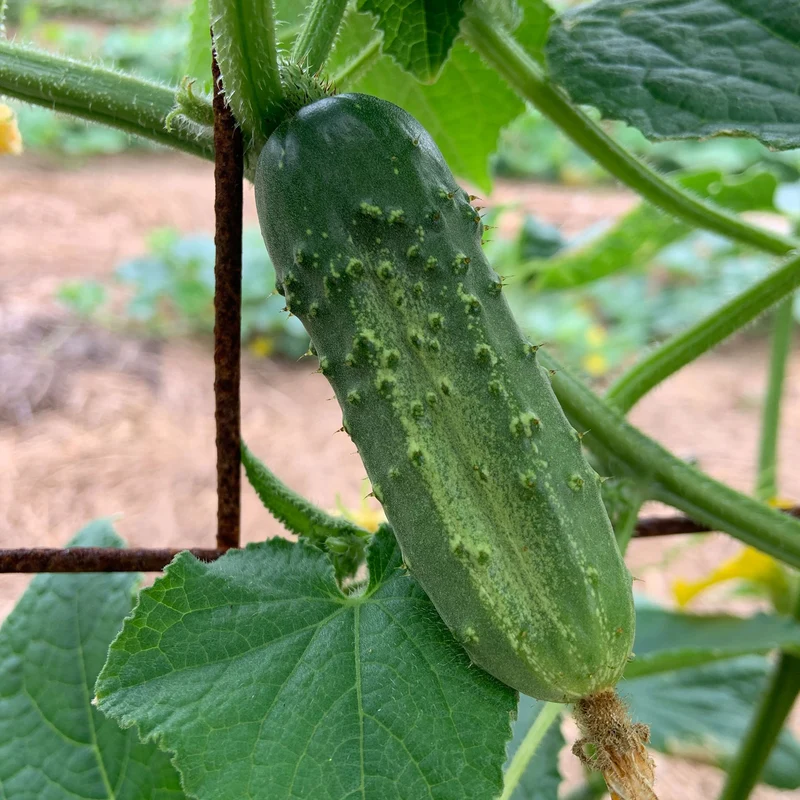 National Pickling Cucumber Seeds