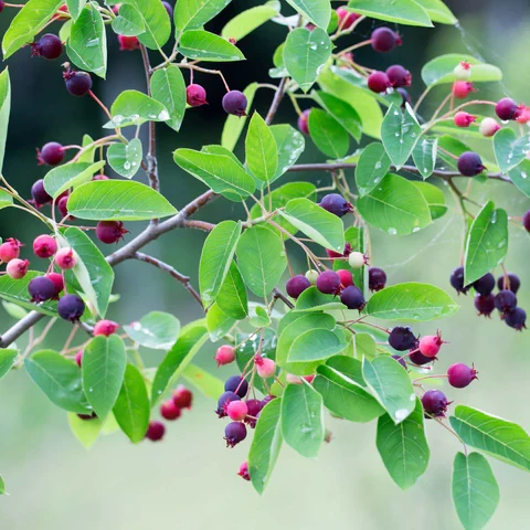 Amélanchier du Canada ( Amelanchier canadensis )