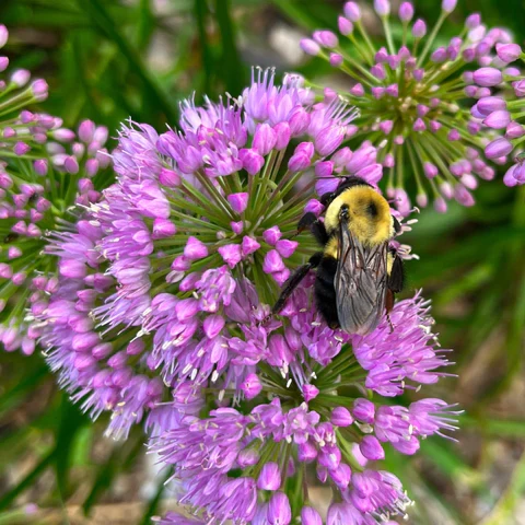 Ail étoilé ( Allium stellatum )