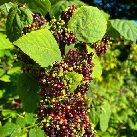 Aralie à grappes ( Aralia racemosa )
