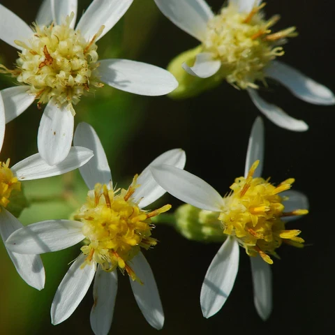 Aster à ombelles ( Doellingeria umbellata )
