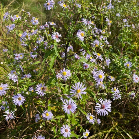 Aster ponceau ( Symphyotrichum puniceum )