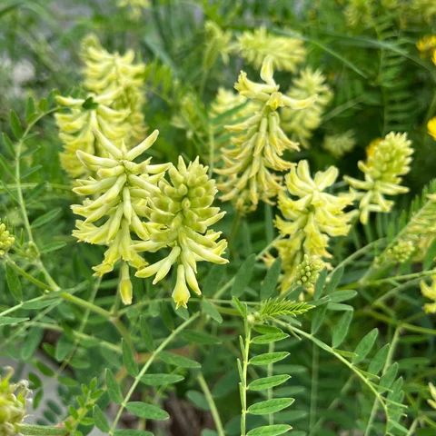 Astragale du Canada ( Astragalus canadensis )
