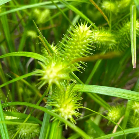 Carex luisant ( Carex lurida )