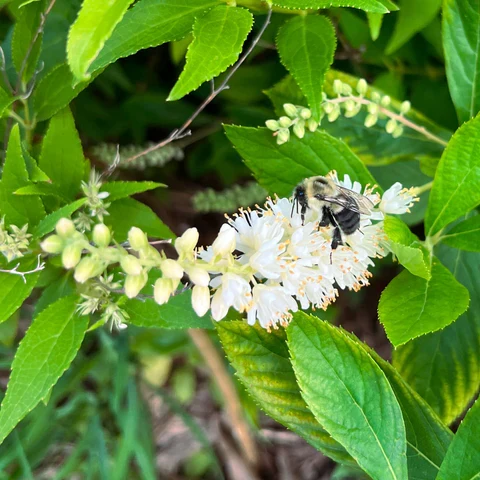 Clèthre à feuilles d'aulne ( Clethra alnifolia )