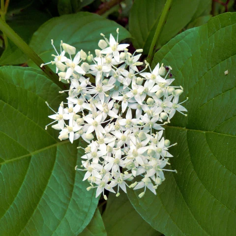 Cornouiller hart rouge ( Cornus sericea )
