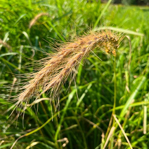 Élyme du Canada ( Elymus canadensis )