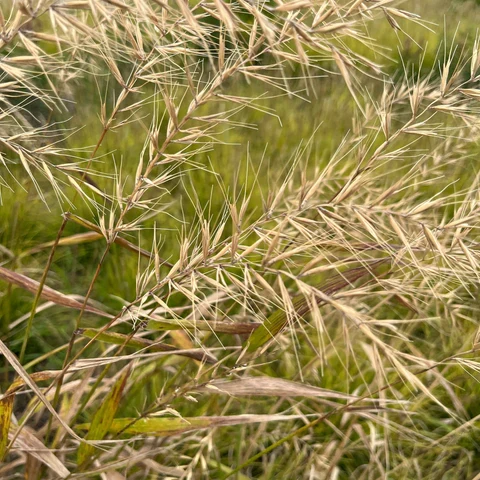 Élyme étalé ( Elymus hystrix )