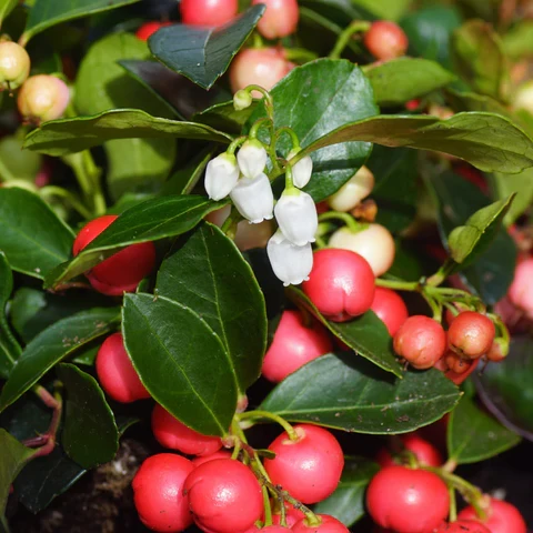 Thé des bois ( Gaultheria procumbens )