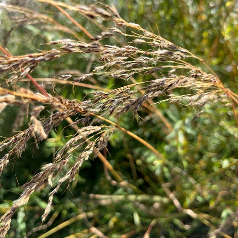 Faux-sorgho penché ( Sorghastrum nutans )
