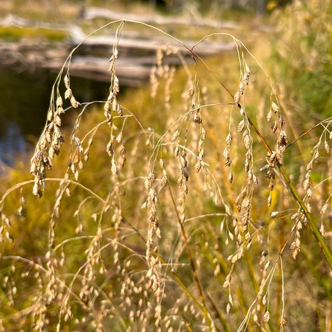 Glycérie du Canada ( Glyceria canadensis )