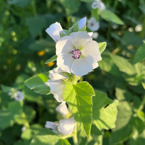 Guimauve officinale ( Althaea officinalis )