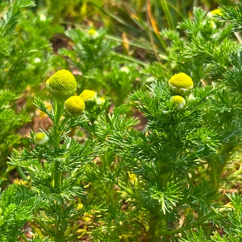 Matricaire odorante ( Matricaria discoidea )