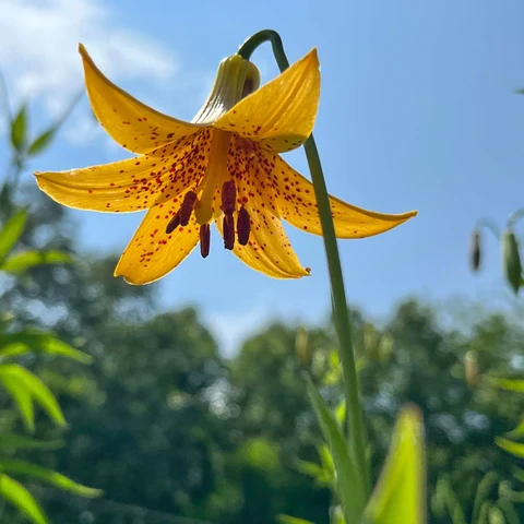 Lis du Canada ( Lilium canadense )