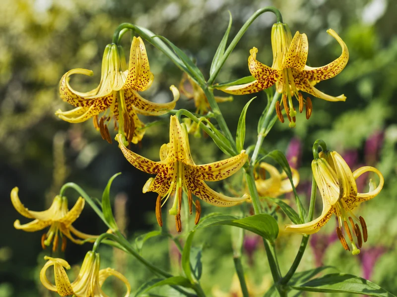 Lis du Canada ( Lilium canadense )