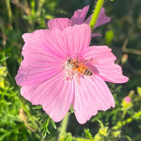 Mauve musquée ( Malva moschata )