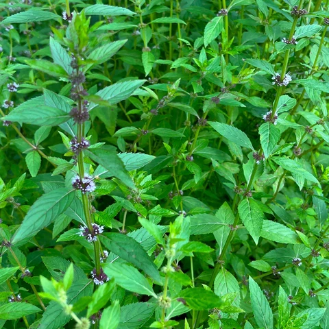 Menthe du Canada ( Mentha canadensis )