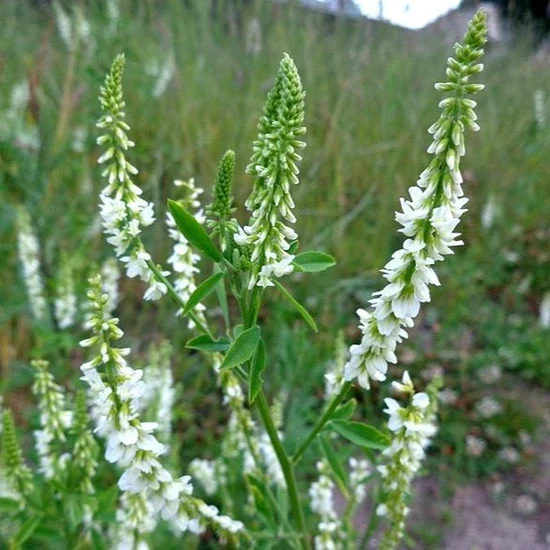 Mélilot blanc ( Melilotus albus )