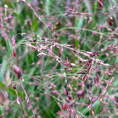 Panic raide ( Panicum virgatum )
