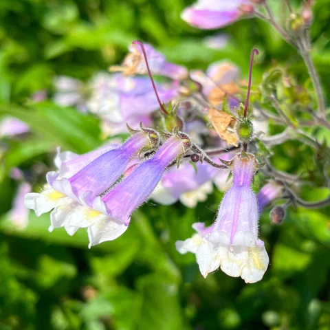 Penstémon hirsute ( Penstemon hirsutus )