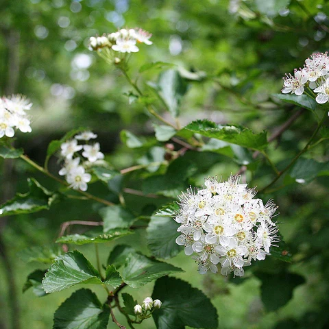 Physocarpe à feuilles d'obier ( Physocarpus opulifolius )