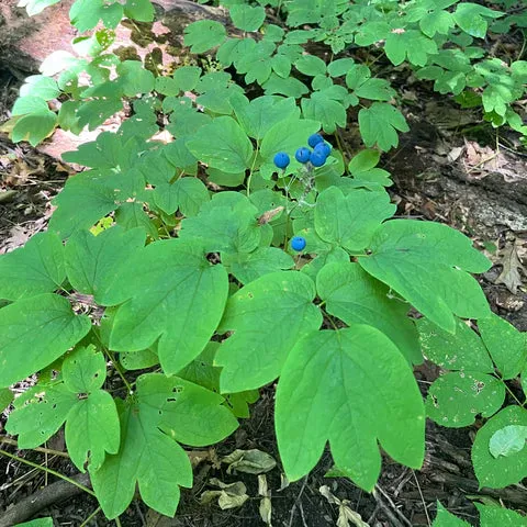 Pigamon pubescent ( Thalictrum pubescens )
