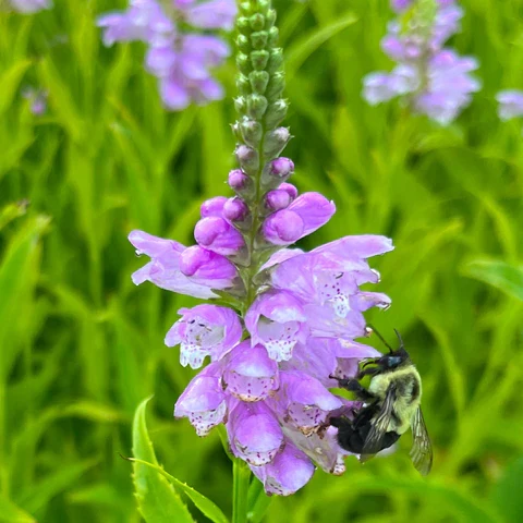 Physostégie de Virginie ( Physostegia virginiana )
