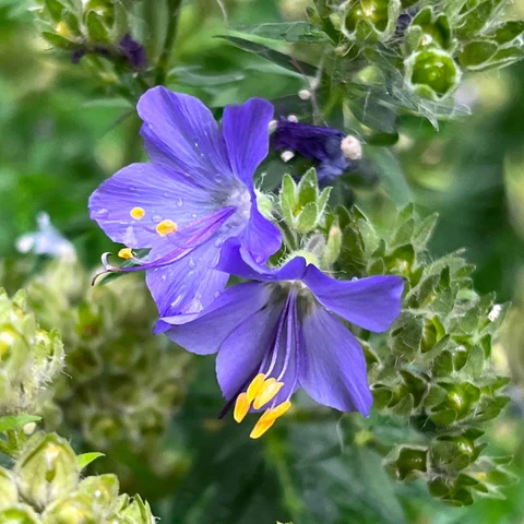 Polémoine rampante ( Polemonium reptans )