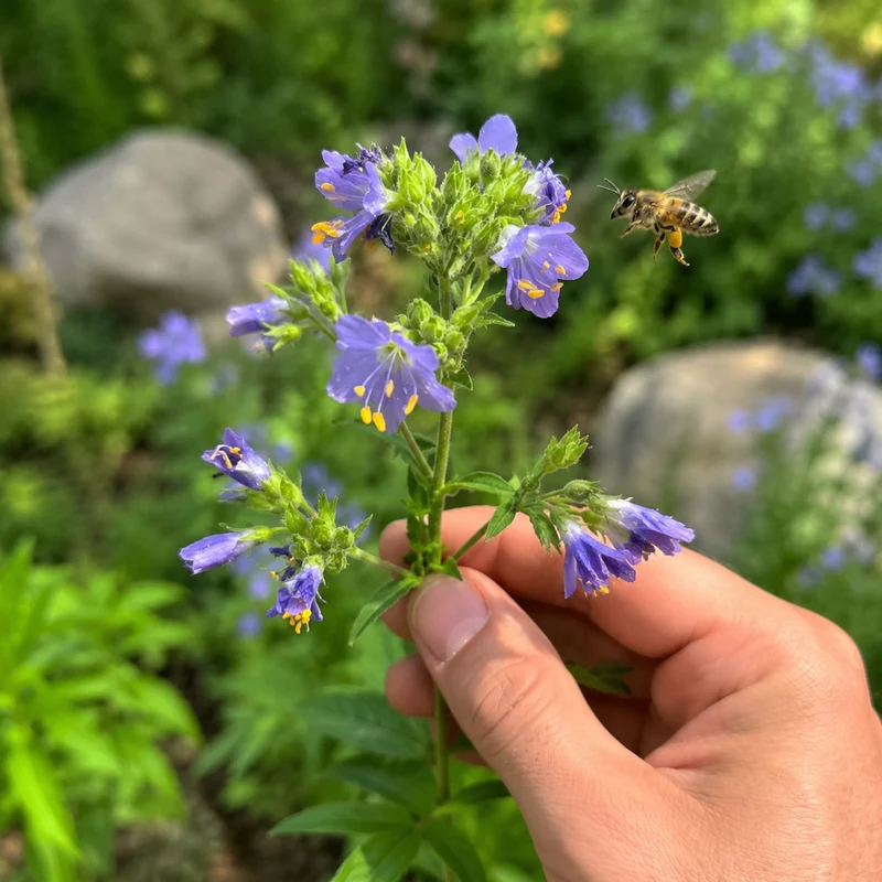 Polémoine rampante ( Polemonium reptans )