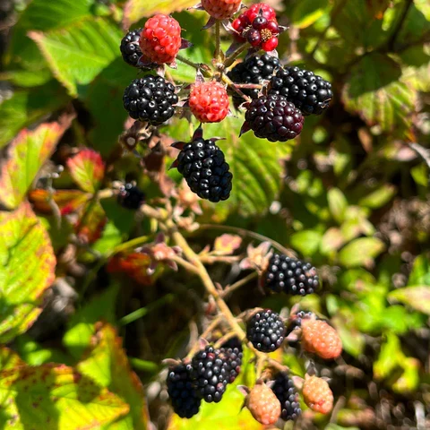 Ronce des Alléghanys ( Rubus allegheniensis )