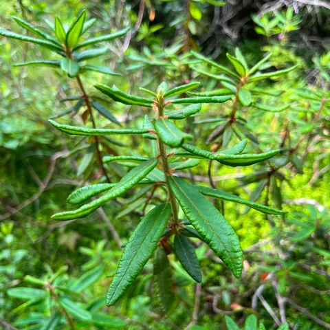 Thé du Labrador ( Rhododendron groenlandicum )