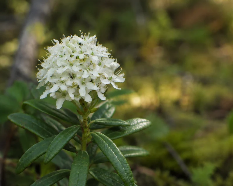 Thé du Labrador ( Rhododendron groenlandicum )