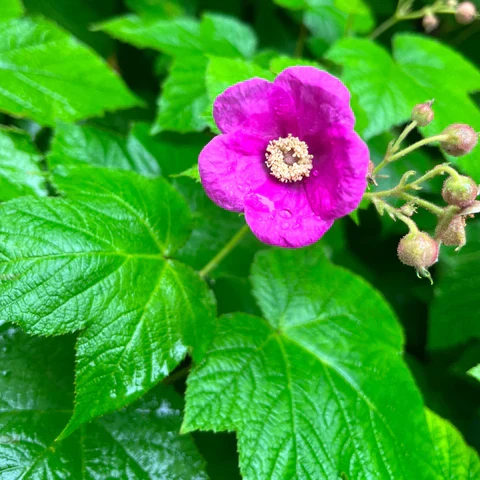 Ronce odorante ( Rubus odoratus )