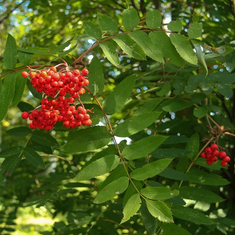 Sorbier d'Amérique ( Sorbus americana )