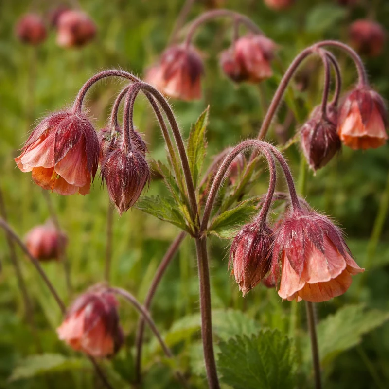 Benoîte des ruisseaux ( Geum rivale )