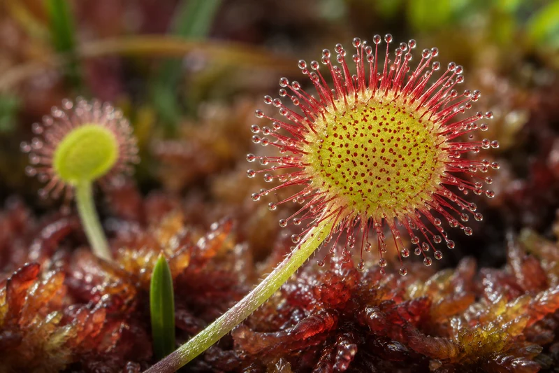 Droséra à feuilles rondes ( Drosera rotundifolia )
