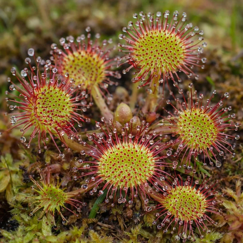 Droséra à feuilles rondes ( Drosera rotundifolia )
