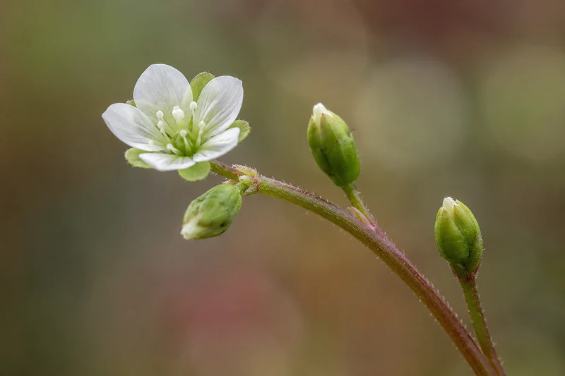 Droséra à feuilles rondes ( Drosera rotundifolia )