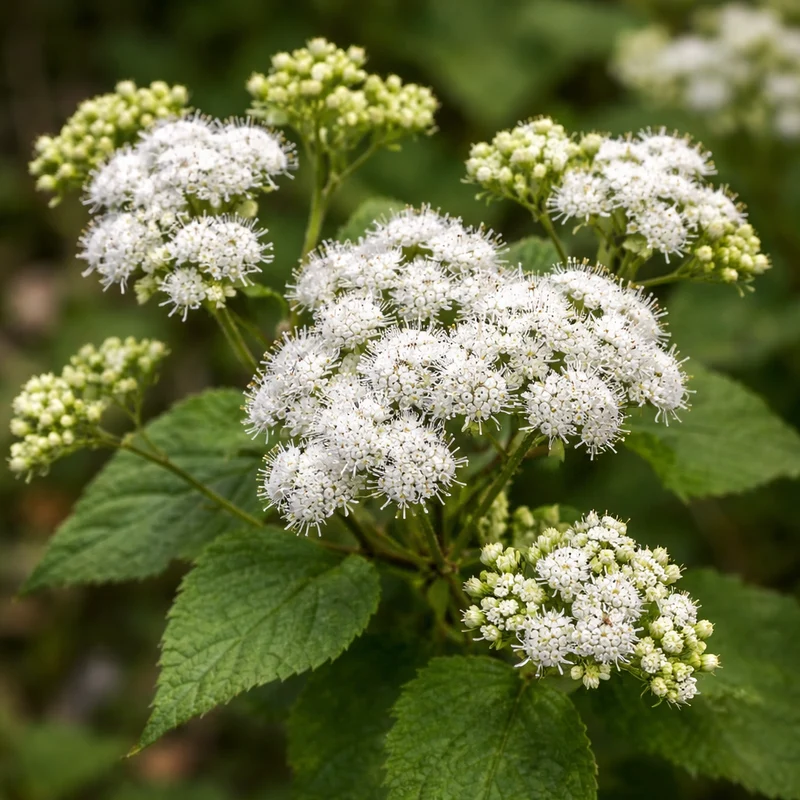 Eupatoire rugueuse ( Ageratina altissima )